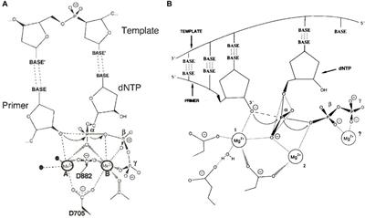 Frontiers | Editorial: Nucleic Acid Polymerases: The Two-Metal-Ion ...